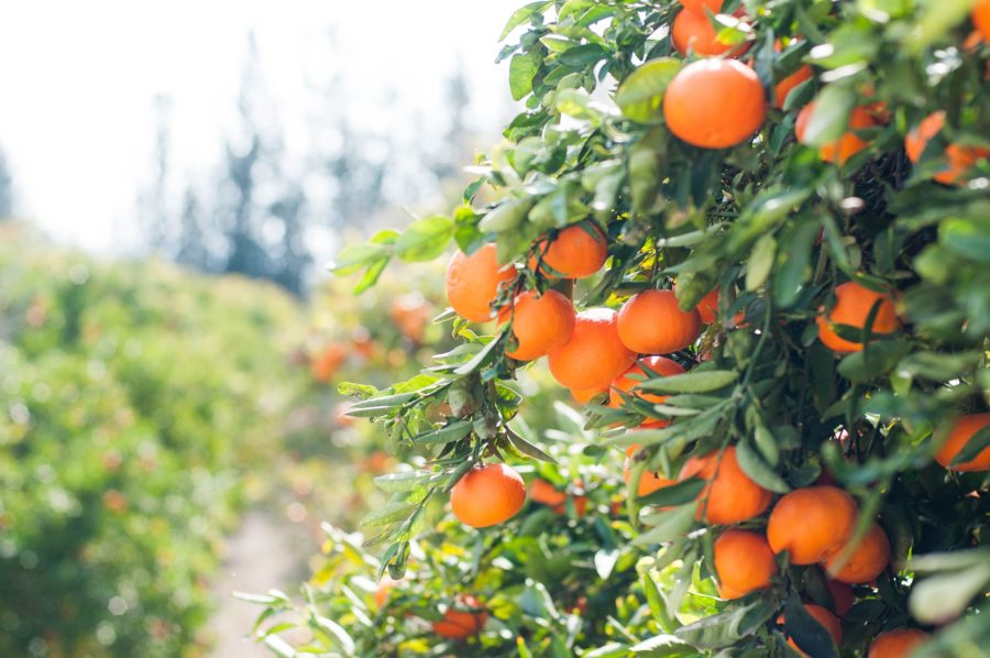 oranges
